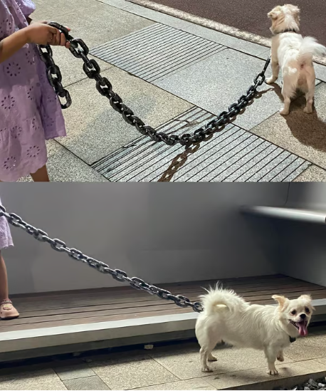 The Chain Paws - Funniest Pet Chain