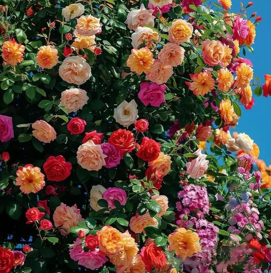Climbing Vine Rose Flower Seeds