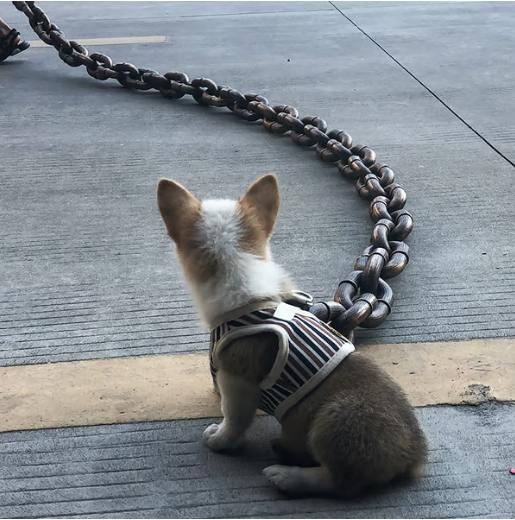 The Chain Paws - Funniest Pet Chain