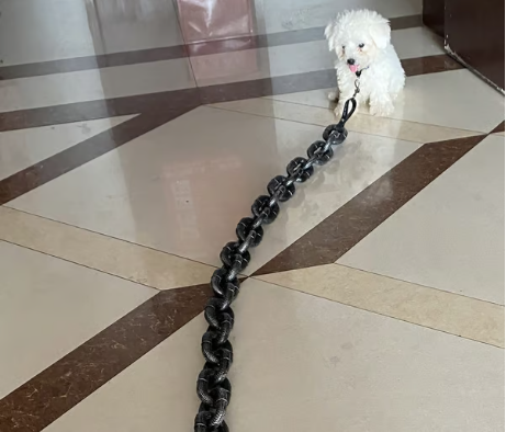 The Chain Paws - Funniest Pet Chain